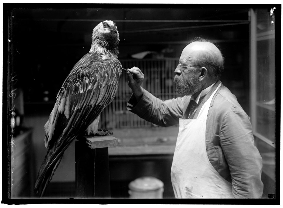 WOOD, N.R. OF SMITHSONIAN INSTITUTION. MOUNTING BIRDS LCCN2016866297
