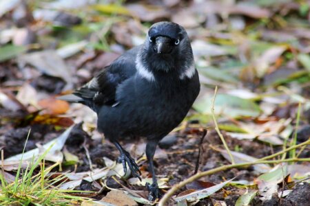 Animals outdoors beak