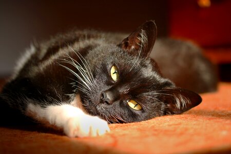 Black cat stare pet photo
