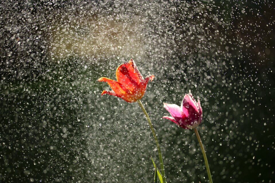 Nature rain green rain