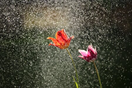 Nature rain green rain