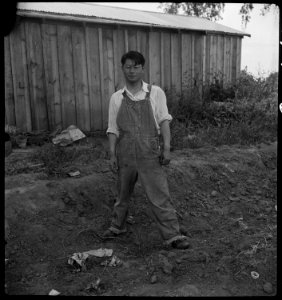 Woodland, California. Member of a farm family of Japanese ancestry the day preceding evacuation. H . . . - NARA - 537761