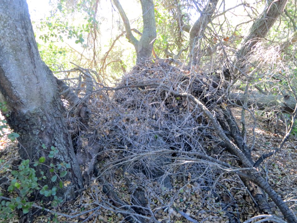 Wood Rat Nest (11953344315)