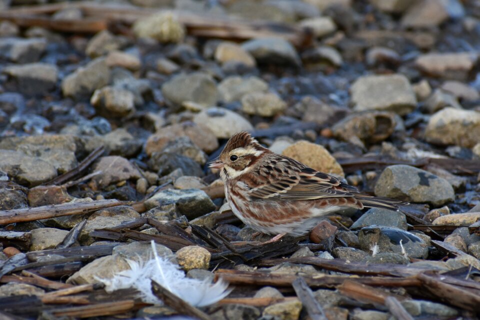 Wild birds little bird bunting department of