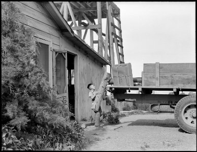 Woodland, California. Oldest son of this family of Japanese ancestry helps load the truck for evacu . . . - NARA - 537765 photo