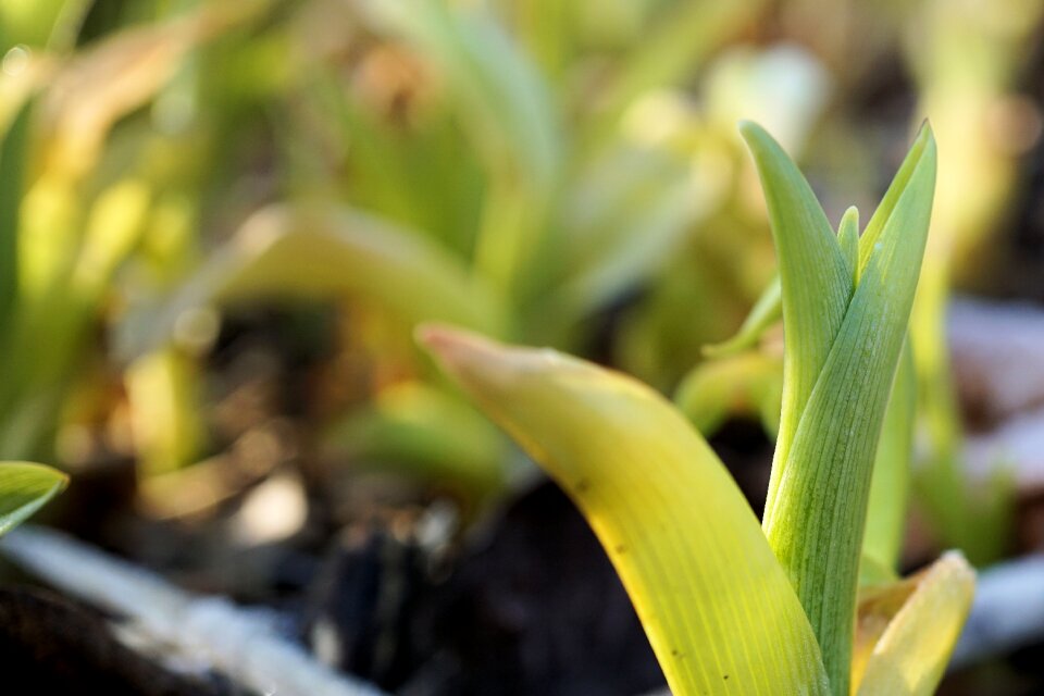 Nature growth garden