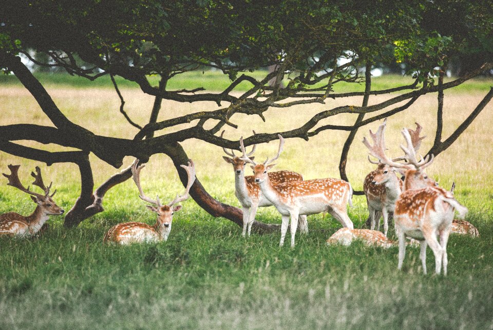 Green grass field