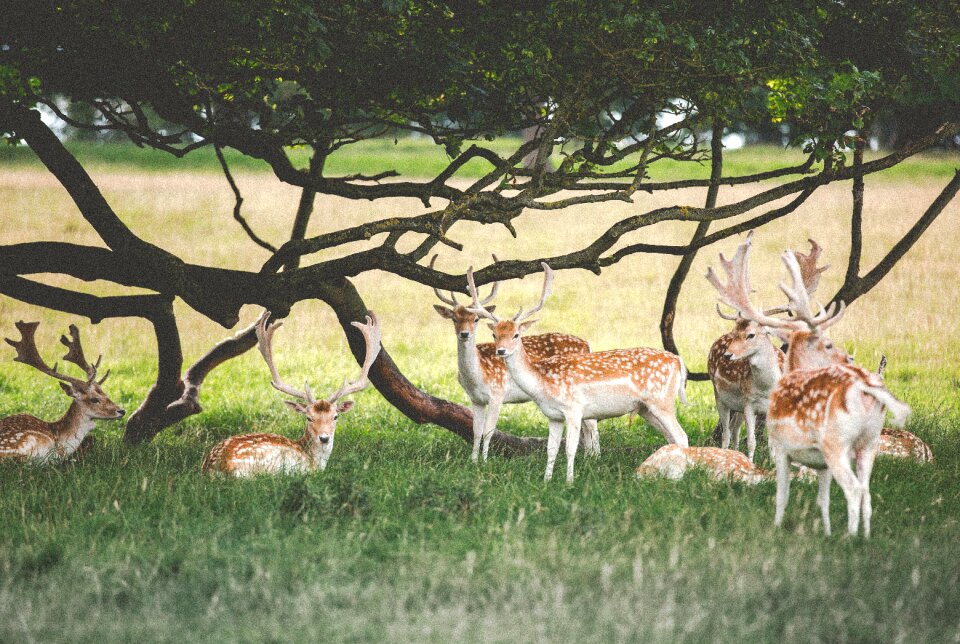 Green grass field photo