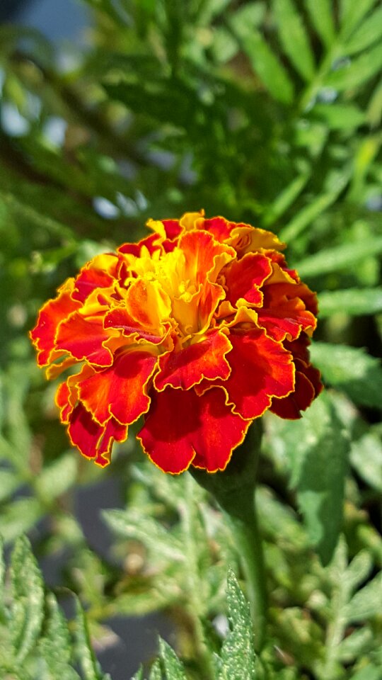 Bloom orange blossom spring
