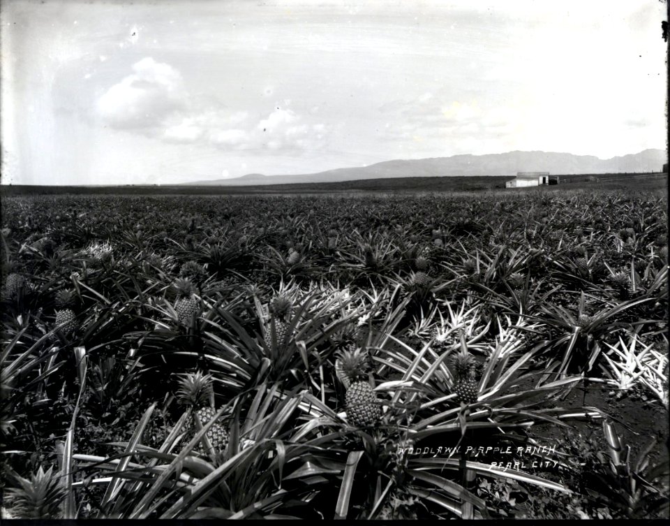 Woodlawn Pineapple Ranch (1), Pearl City, photograph by Brother Bertram