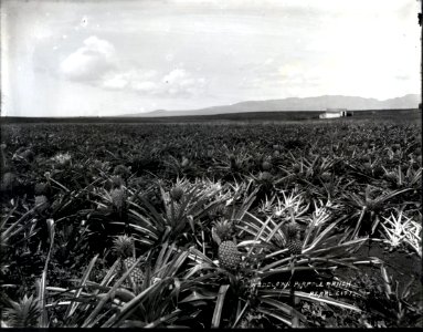 Woodlawn Pineapple Ranch (1), Pearl City, photograph by Brother Bertram