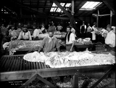 Wool classing from The Powerhouse Museum Collection photo