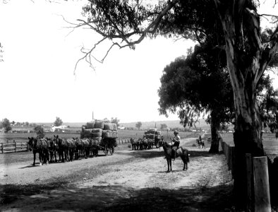 Wool team leaving the station from The Powerhouse Museum Collection