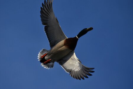 Wild birds duck mallard photo