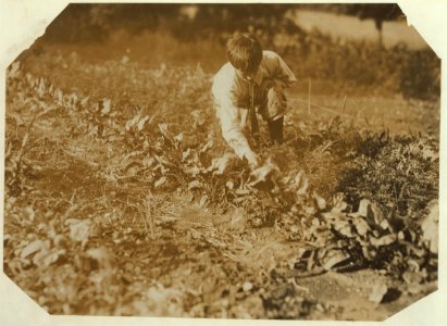 Work that Educates. Weeding with his father, John Spargo. Bennington, Vermont, August 1914. LOC nclc.00322