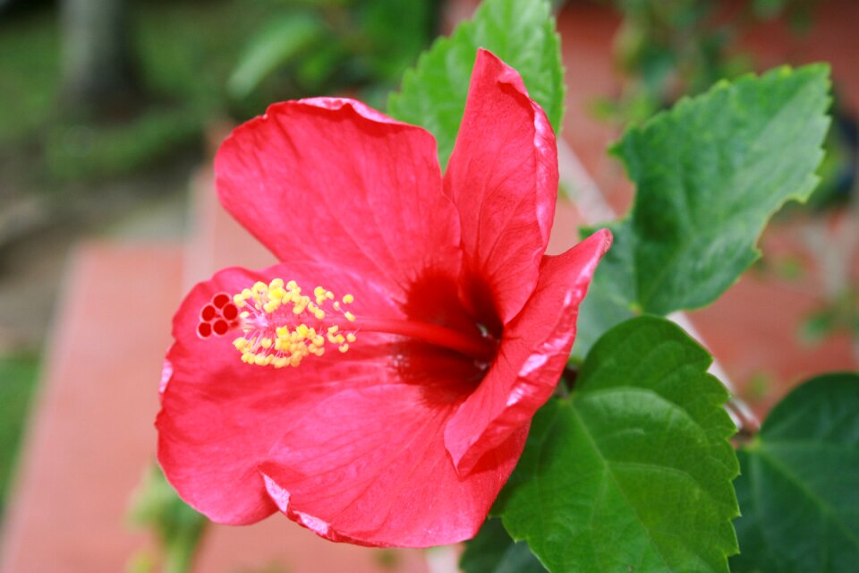 Nature flowers rose china