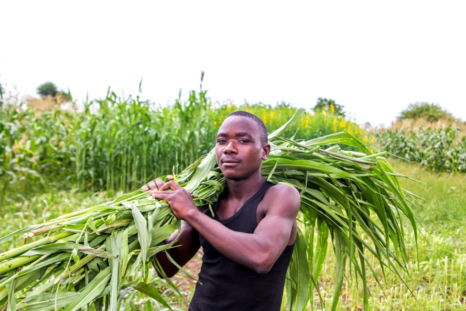 Working in agriculture, Zimbabwe (36938578942)