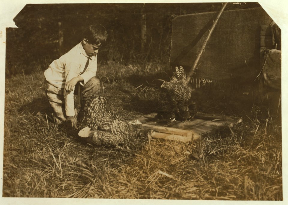 Work that Educates.Twelve-year old boy tending chickens with his father, John Spargo. Bennington, Vermont, Aug. 1914. LOC nclc.05581