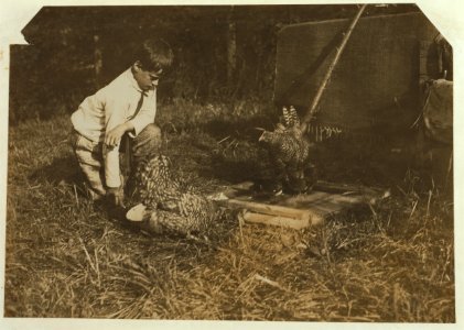 Work that Educates.Twelve-year old boy tending chickens with his father, John Spargo. Bennington, Vermont, Aug. 1914. LOC nclc.05581