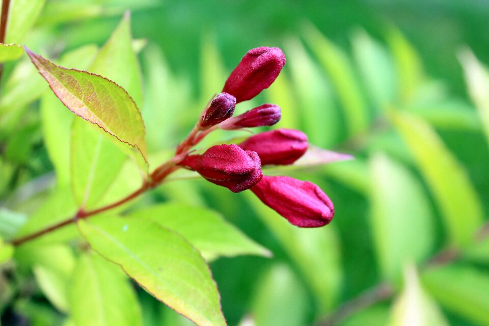 Nature the buds vegetation