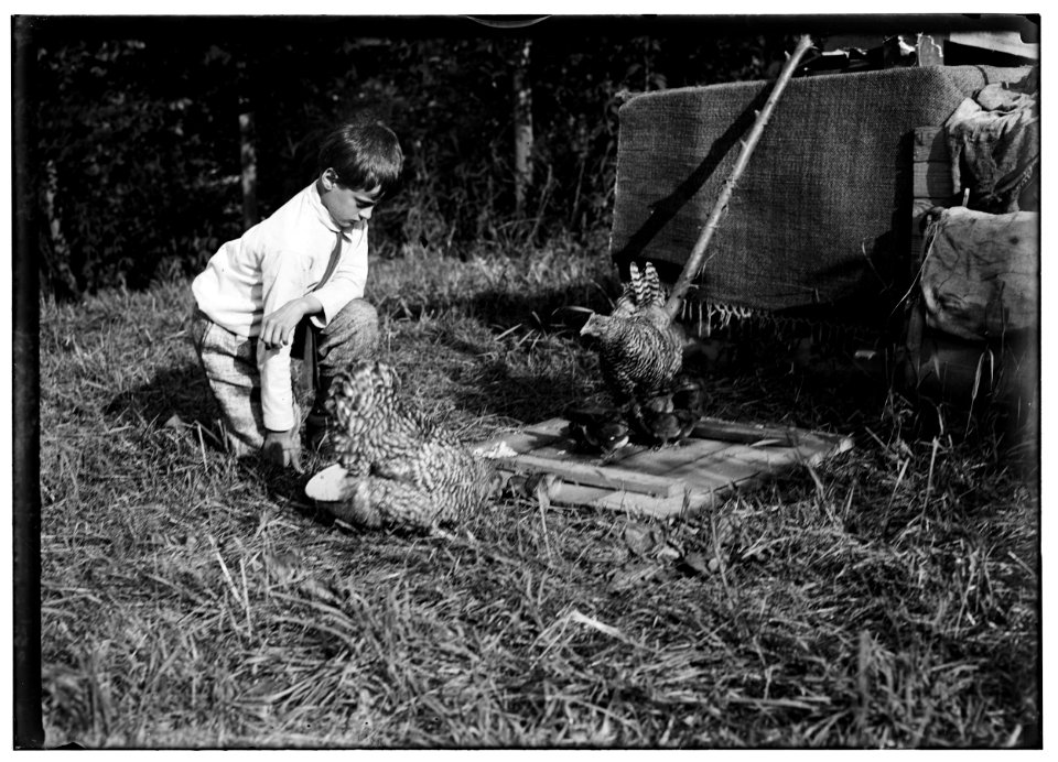 Work that Educates.Twelve-year old boy tending chickens with his father, John Spargo. Bennington, Vermont, Aug. 1914. LOC nclc.05581