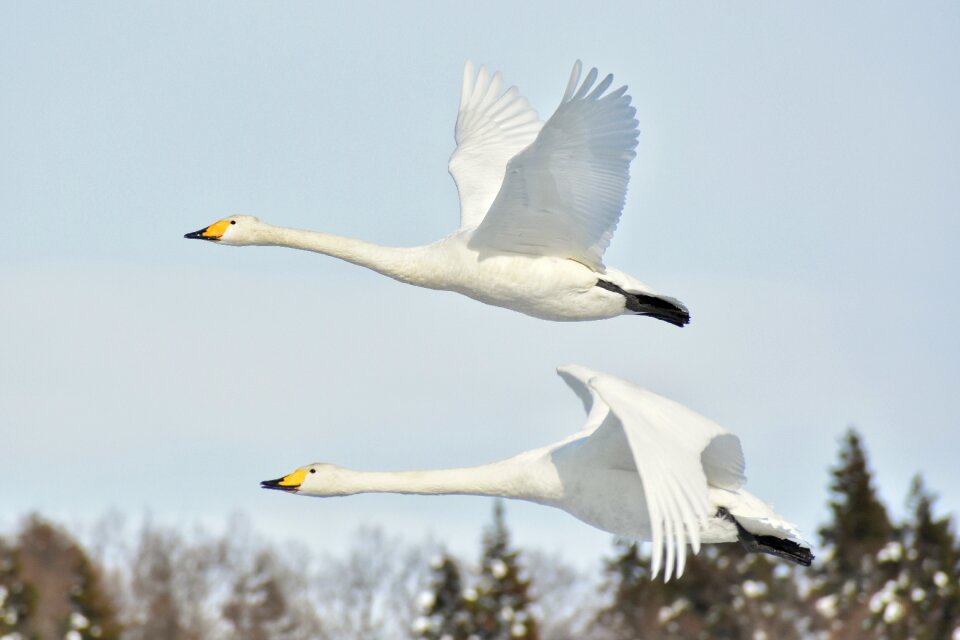 Wild birds fields swan
