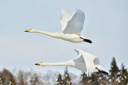 Wild birds fields swan