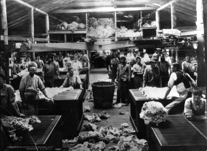 Woolsorting and classing at the shearing sheds, Burrawong, New South Wales from The Powerhouse Museum Collection photo