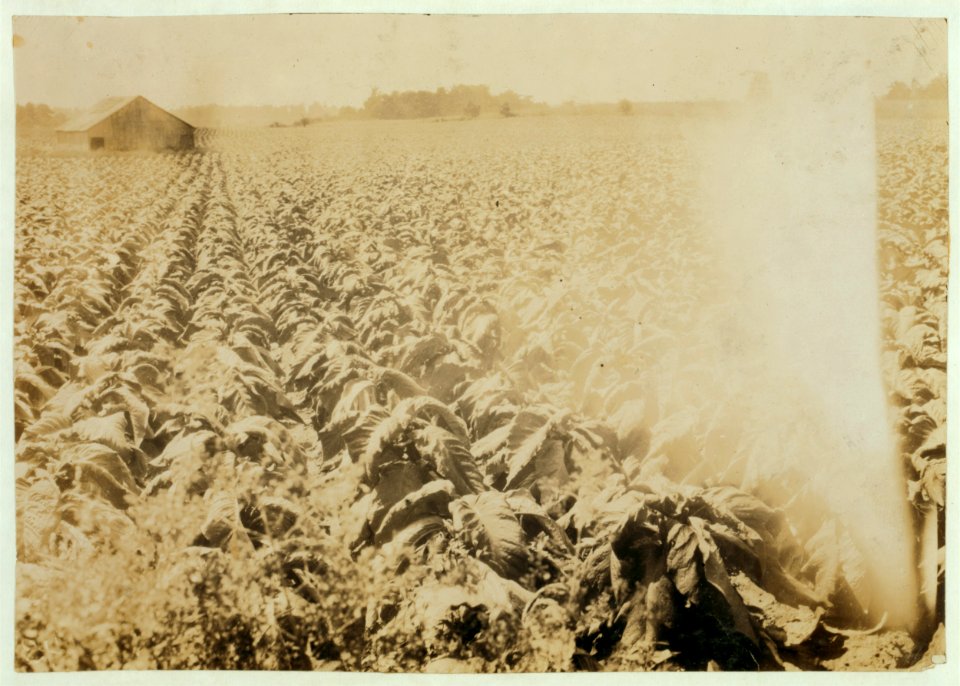Workers scattered all around but lost in the foliage. Tobacco farm of Mr. Stokes-Taylor. He has 50 acres in tobacco this year. Sometimes has 100-a large amount. Mostly negro workers this LOC nclc.00503