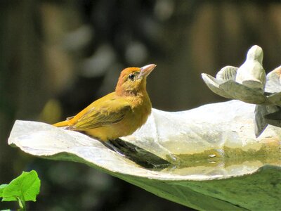 Yellow wildlife close up