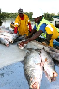 Workers unload fish at the Maria Bintang Laut fish cooperative in Pomako (4842857383) photo