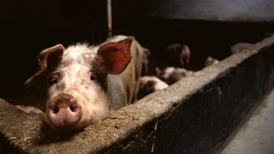 Snout farm brown farm