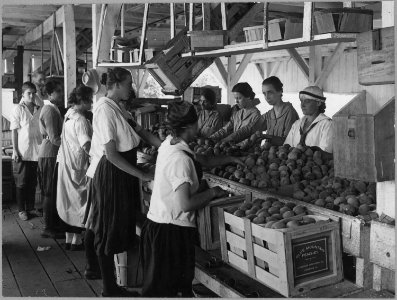 World War I Farmerettes Pack Peaches on a Virginia Fruit Farm in August, 1917 (3904008968)