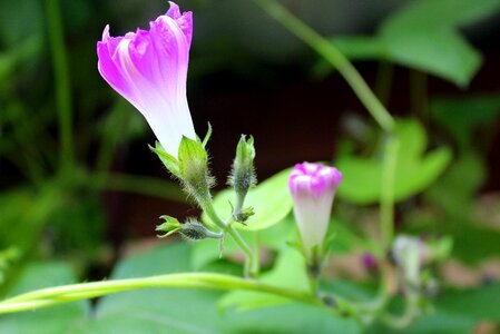 The delicacy flowers decoration