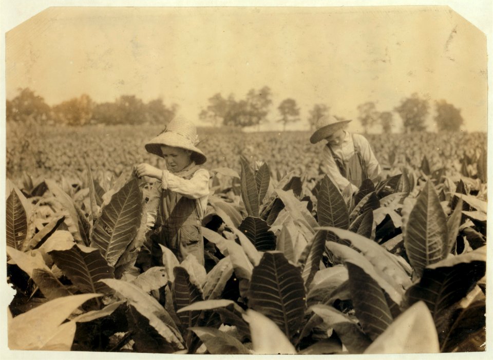 Worming and topping tobacco. W.L. Fugate rents farm. Willie, 12 years old and Ora, 10 years old will go to Schoolsville School, Clark Co., Ky., but it has not opened yet. LOC nclc.00448