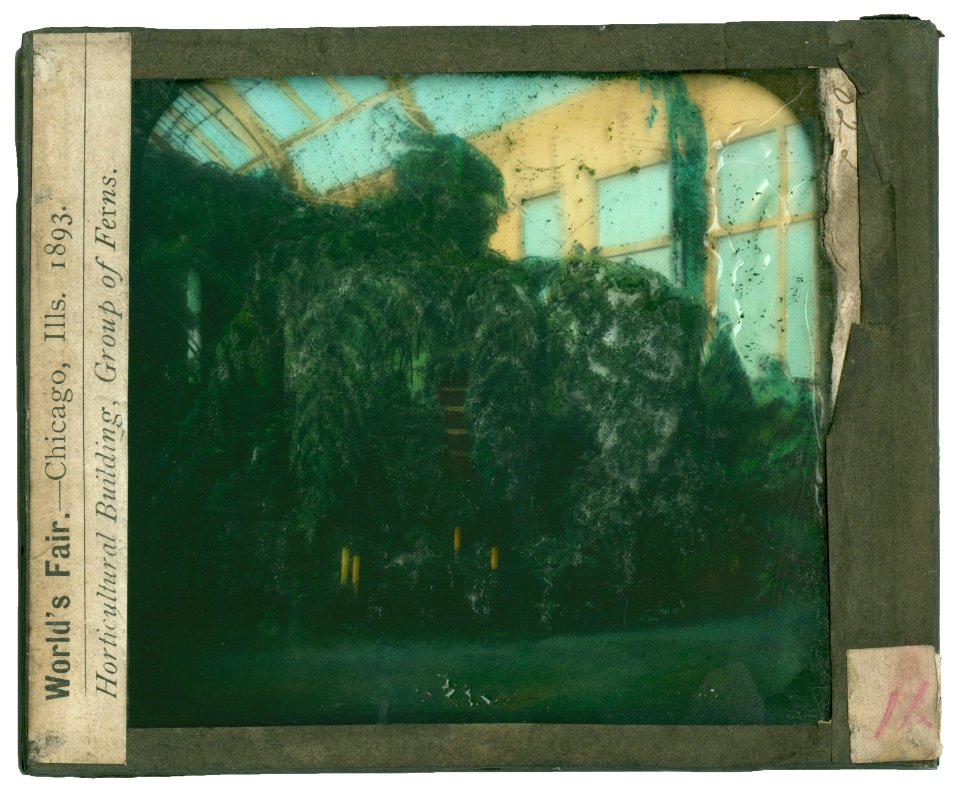 World's Columbian Exposition lantern slides, Horticultural Building, Group of Ferns (NBY 8720)