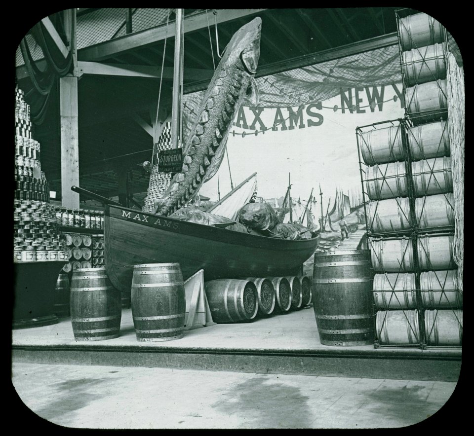 World's Columbian Exposition lantern slides, Fisheries Building, Boatload of Sturgeon (NBY 8847)