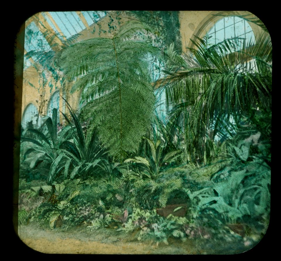 World's Columbian Exposition lantern slides, Horticultural Building, Fern 10 Feet in Height (NBY 8832)