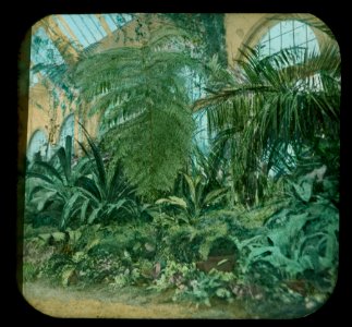 World's Columbian Exposition lantern slides, Horticultural Building, Fern 10 Feet in Height (NBY 8832)