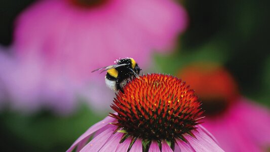 Close up nectar pollen photo