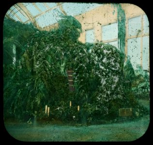 World's Columbian Exposition lantern slides, Horticultural Building, Group of Ferns (NBY 8721)