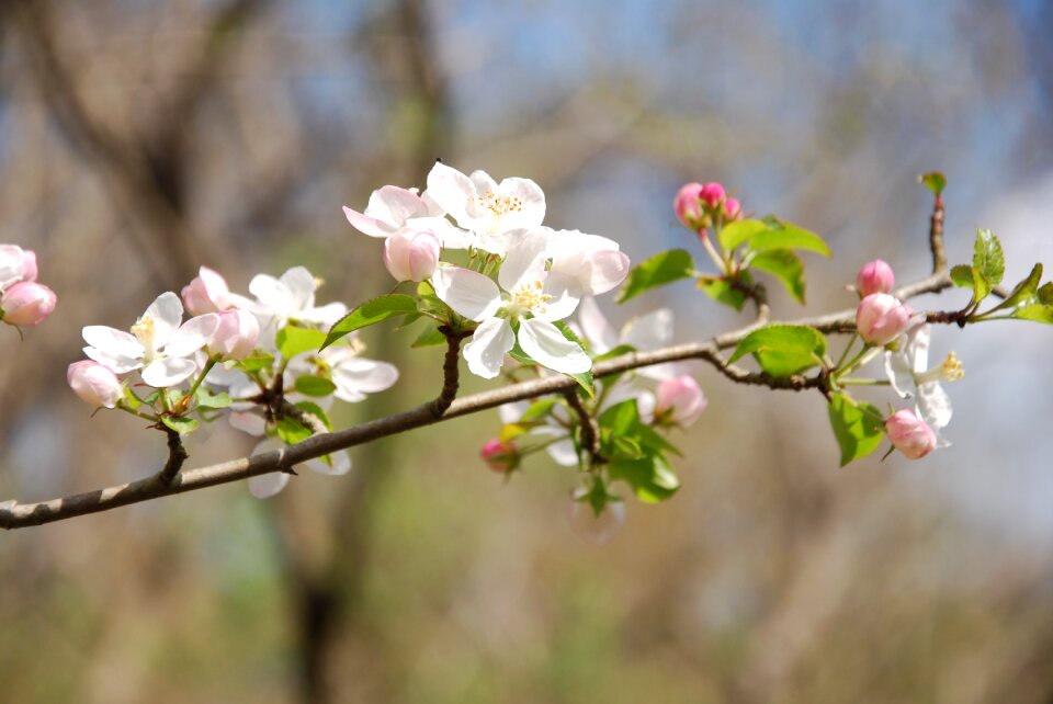 Branch flora fruit tree