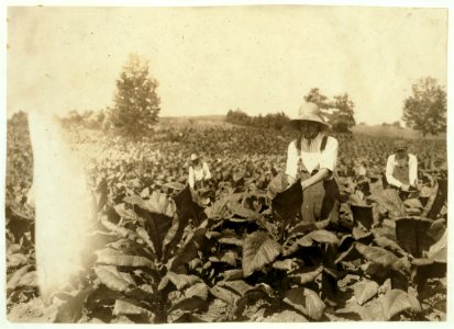 Worming tobacco. Part of family of D.K. Pruett who owns a prosperous farm. In foreground is Wyatt Pruett, 14 years old. Goes to Pruett School, Div. 3, Henderson, Ky. There are 4 boys working LOC nclc.00539