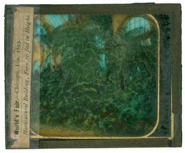 World's Columbian Exposition lantern slides, Horticultural Building, Fern 10 Feet in Height (NBY 8831)