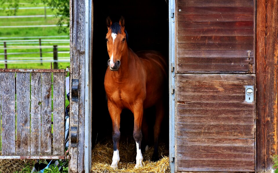 Box cute brown horse