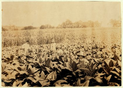 Worming and topping tobacco. W.L. Fugate rents farm. Willie, 12 years old and Ora, 10 years old will go to Schoolsville School, Clark Co., Ky., but it has not opened yet. LOC nclc.00447