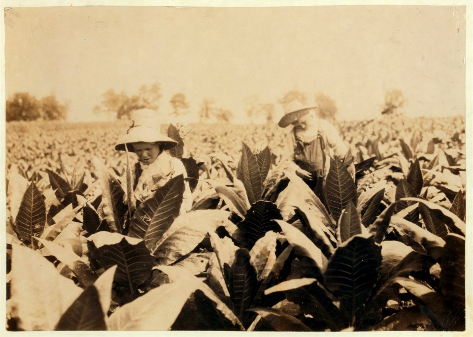 Worming and topping tobacco. W.L. Fugate rents farm. Willie, 12 years old and Ora, 10 years old will go to Schoolsville School, Clark Co., Ky., but it has not opened yet. LOC cph.3a25270