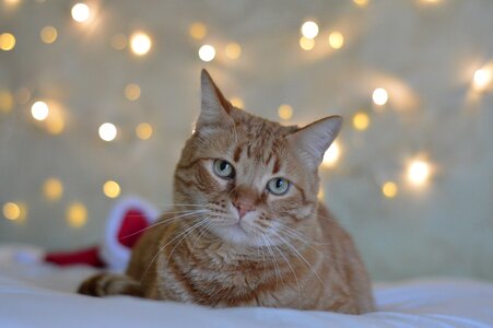 Portrait pet domestic