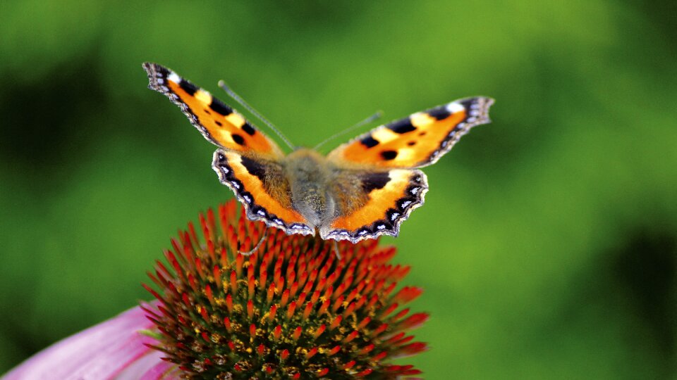 Macro close up nectar photo