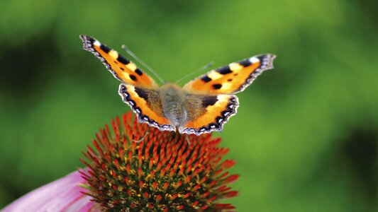 Macro close up nectar